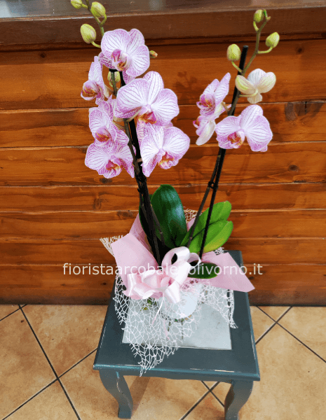 Pianta di phaleonopsis