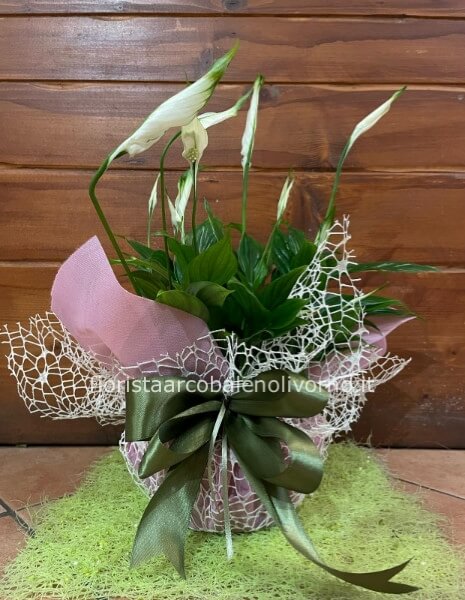 Pianta di Spathifillum