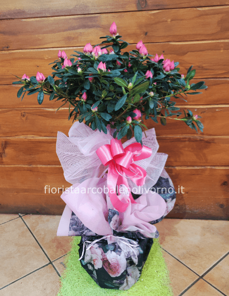 pianta azalea alberello