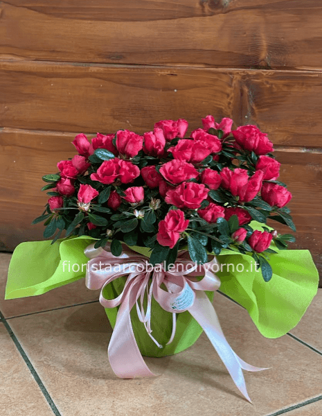 azalea cespuglio vaso 14