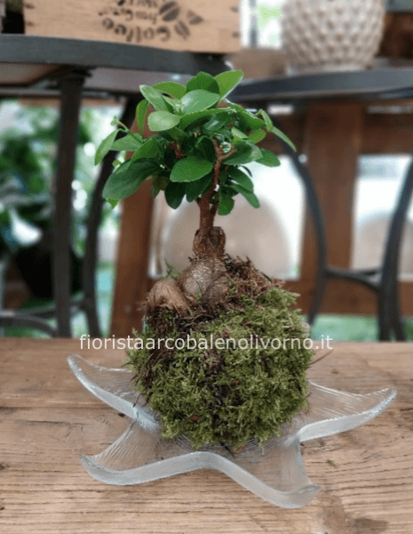 ficus ginseng Kokedama