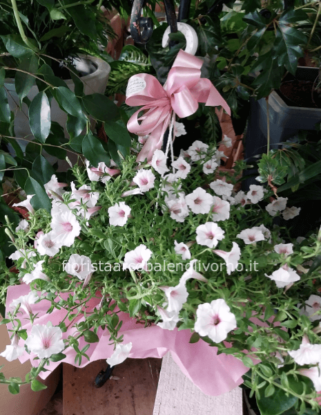 petunia conf regalo