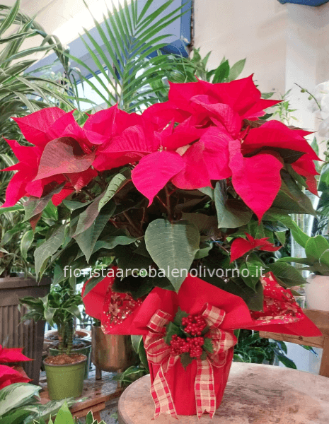 Stella di natale vaso 15