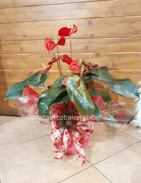 anthurium vaso 17