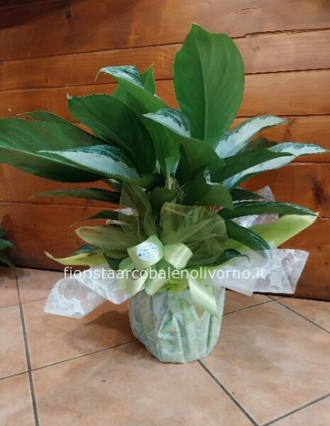 pianta aglaomena confezione regalo