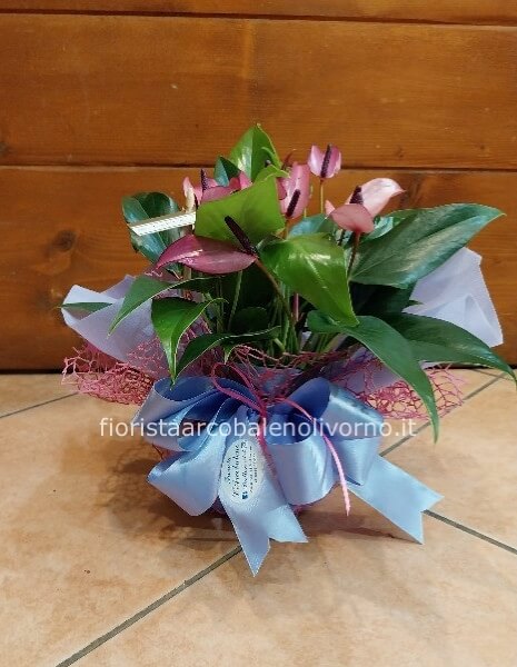 anthurium viola mini