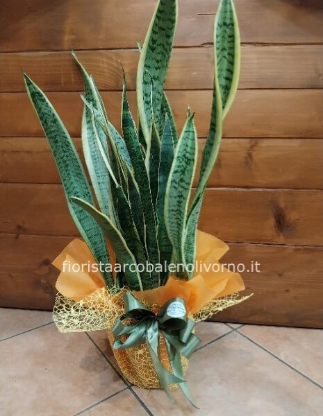 pianta sansevieria