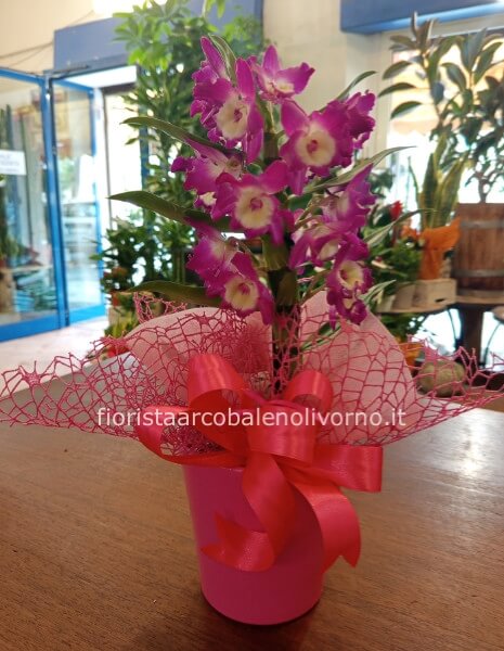 orchidea dendrobium con portavaso
